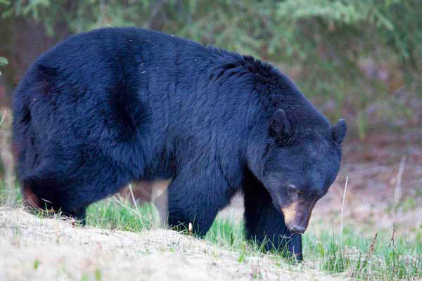 black_bear_quarry_lake_park