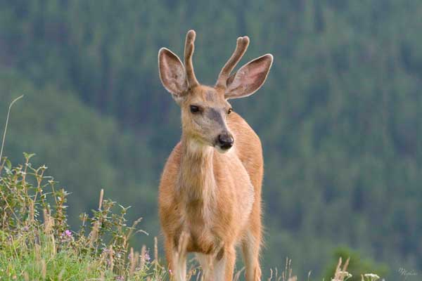 neighbourhood_deer_quarry_lake_park